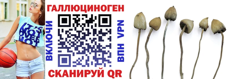 Купить закладки  Братск  Псилоцибиновые грибы Psilocybe 